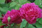 Rosier Sophy's Rose